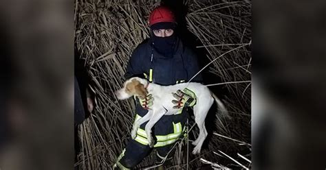 K­u­y­u­d­a­ ­m­a­h­s­u­r­ ­k­a­l­a­n­ ­k­ö­p­e­ğ­i­ ­i­t­f­a­i­y­e­ ­k­u­r­t­a­r­d­ı­